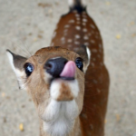 外国人観光客に人気の奈良公園の鹿