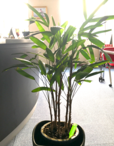 オフィスにグリーン～観葉植物カンノンチク