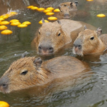 柚子湯を楽しみむ伊豆シャボテン公園のカピバラ