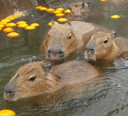 柚子湯を楽しみむ伊豆シャボテン公園のカピバラ