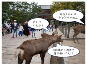 外国人観光客に人気の奈良公園の鹿　鹿せんべいをねだる