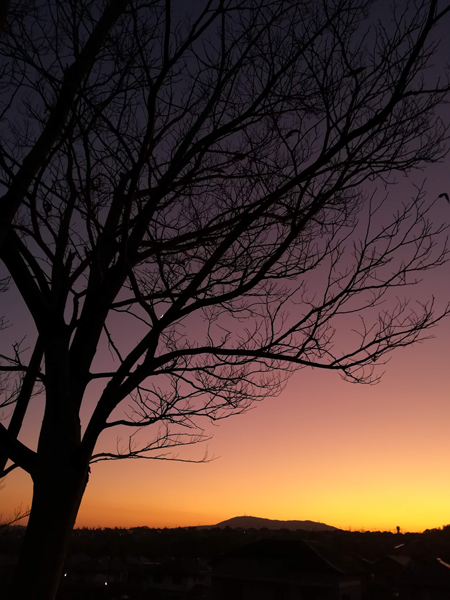 配管加工工場の冬景色～夕暮れ枯木立