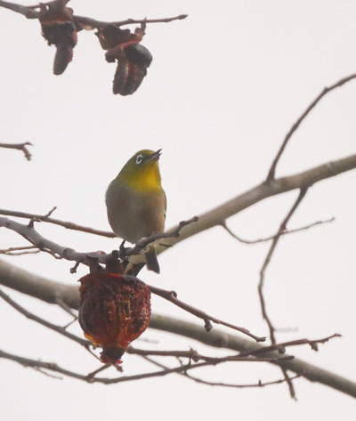 春告げ鳥 はるつげどり と言えばウグイスでしょ これはメジロですけど 日章アステック株式会社