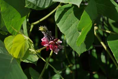 生命力あふれる嫌われ者のクズ野郎とはオレのこと 葛 クズ マメ科のつる性多年草 日章アステック株式会社