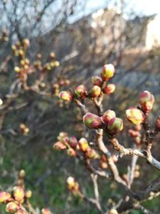 梅と梅干しとメデューサと塩素イオン(ハロゲン系)