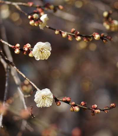 梅と梅干しとメデューサと塩素イオン(ハロゲン系)