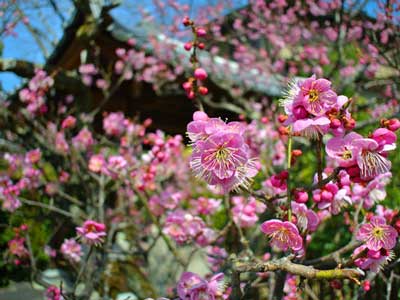 梅と梅干しとメデューサと塩素イオン(ハロゲン系)