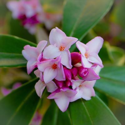 箕面市本社ビルにも植えてほしいじんちょうげ(沈丁花)