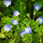 春咲く青い小花 オオイヌノフグリ（大犬の陰嚢）はオオバコ科の越年草