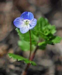 春咲く青い小花 オオイヌノフグリ（大犬の陰嚢）はオオバコ科の越年草