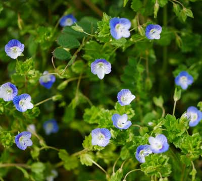 春咲く青い小花 オオイヌノフグリ（大犬の陰嚢）はオオバコ科の越年草