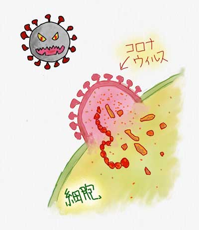 コロナウイルス(COVID-19)はどうやって増殖するのか
