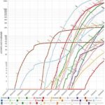 コロナウイルス国別感染者の推移(人口当たり)　札幌医科大学医学部 附属フロンティア医学研究所 ゲノム医科学部門