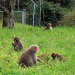 果樹園のニホンザル_お食事