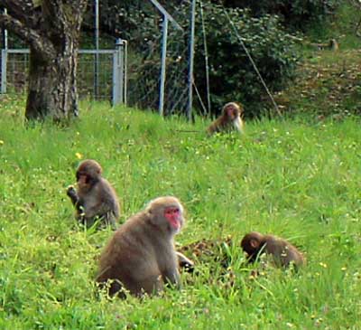 果樹園のニホンザル_お食事