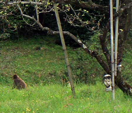 果樹園のニホンザル_お食事