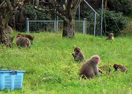 果樹園のニホンザル_お食事