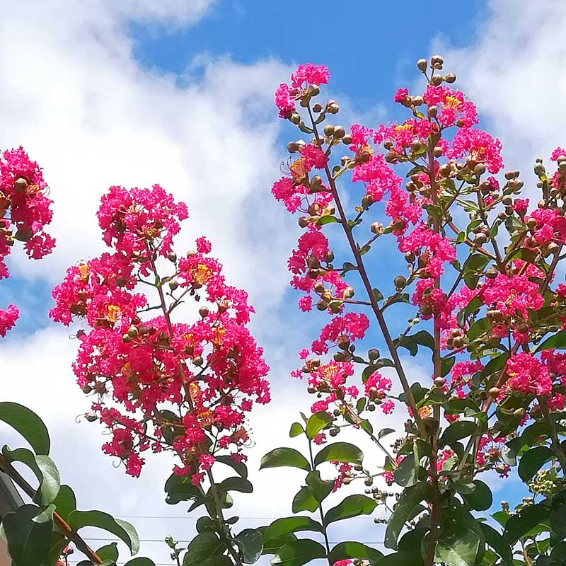 夏に燃える紅色 百日紅と千日紅と 日章アステック株式会社