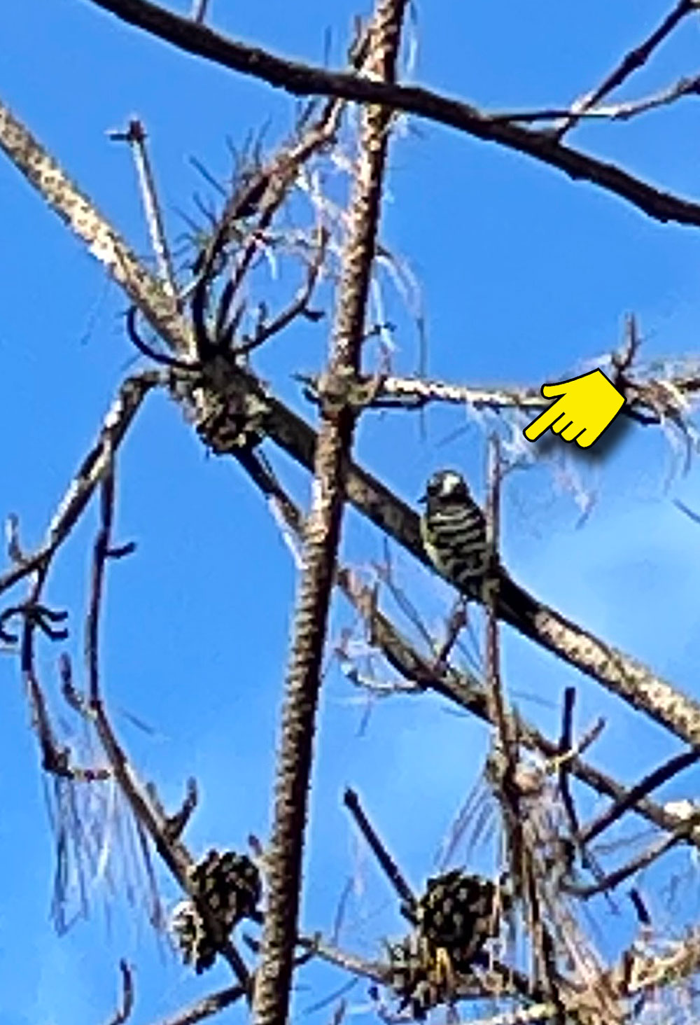 コゲラ(小啄木鳥)小型のキツツキ