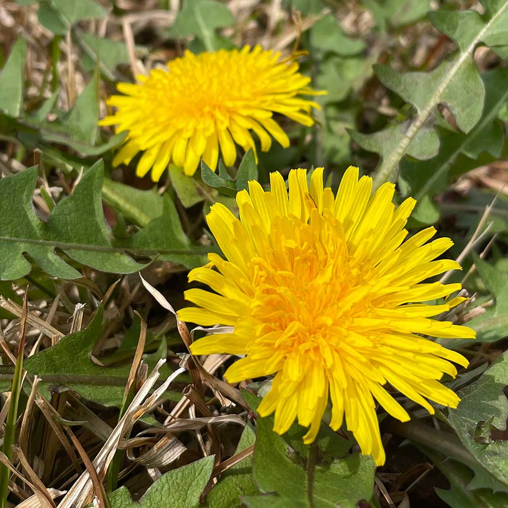 タンポポの花（春の野草）