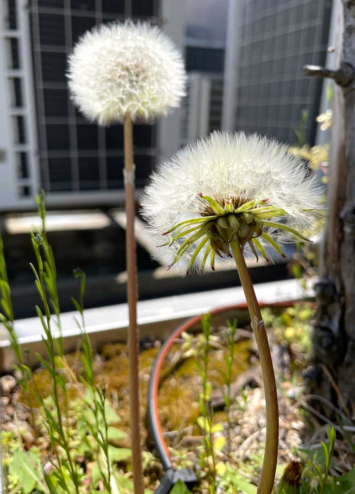 旅立ち間近に迫るタンポポの穂