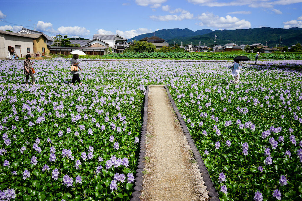 奈良県橿原市本薬師寺跡のホテイアオイ群生