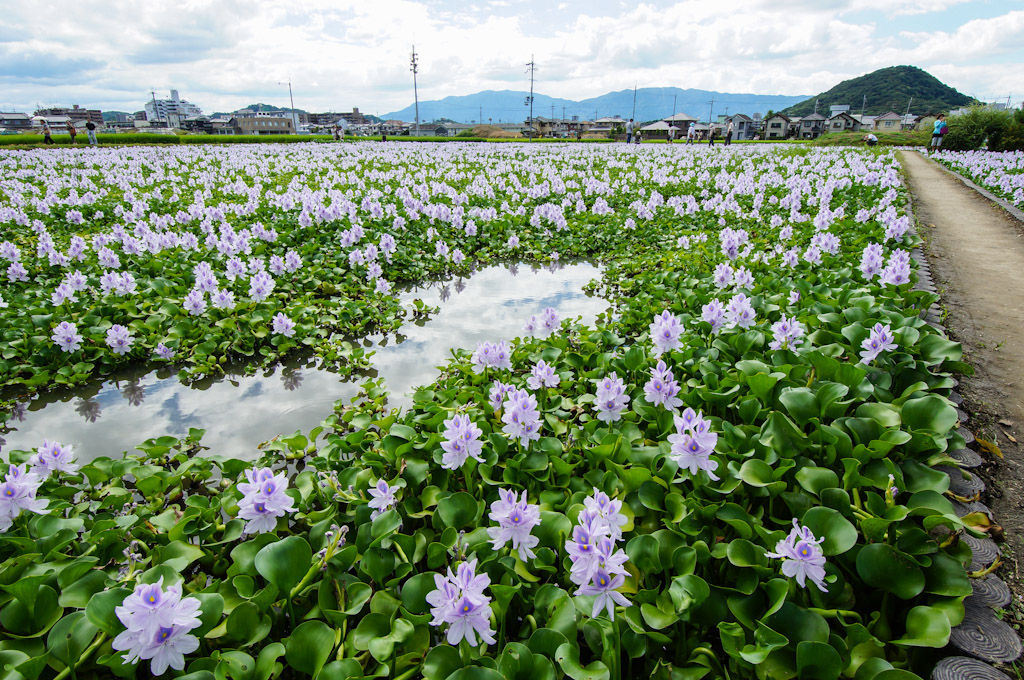 奈良県橿原市本薬師寺跡のホテイアオイ群生