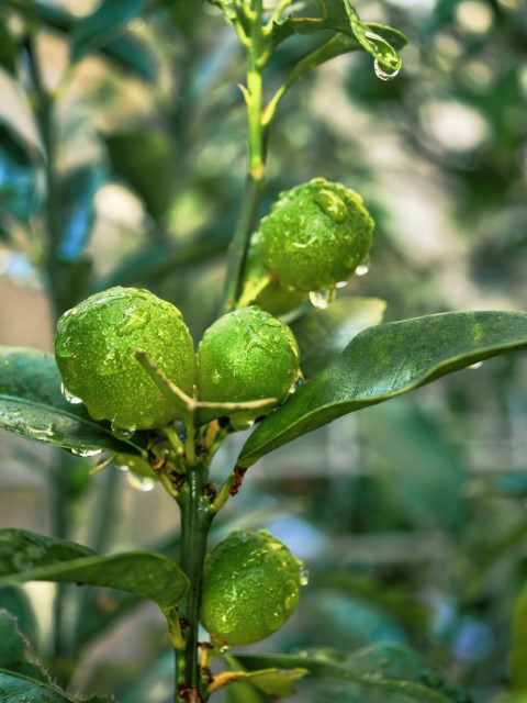 金柑 キンカン は虫刺されには効かない ミカン科常緑低木 日章アステック株式会社 金柑 キンカン は虫刺されには効かない ミカン科常緑低木 日章アステック株式会社